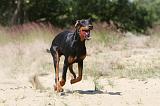 DOBERMANN 778